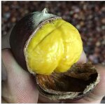 Chinese Chestnut Oil Flavor Supplier - Natural Extraction Concentrated for Cakes Cookies