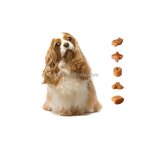 Animal Feed Flavor Supplier - Beef Flavor for Pet Foods Additive