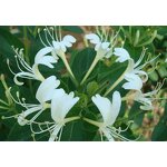 Craft Beer Syrup Supplier - Honeysuckle Grapefruit Custom for Breweries