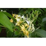 Craft Beer Syrup Supplier - Honeysuckle Grapefruit Custom for Breweries