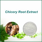 Bulk food supplement chicory extract inulin chicory root extract inulin powder