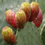 Natural Opuntia Ficus-indica Powder Cactus Fruit Extract Powder Cactus Fruit Powder