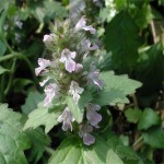 Natural Ajuga Turkestanica Extract Turkesterone Ajuga Turkestanica Extract Powder Ajuga Turkest Extract