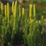 Natural Lycopodium Powder for Sale Lycopodium Spore Powder Lycopodium Clavatum Spores Powder