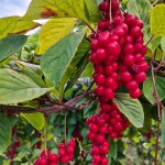 Bulk Fructus Schizandrae Chinensis Powder Schisandra Extract Schisandra Powder