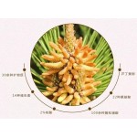Water Soluble Pine Flower Powder Broken Wall Pine Tree Pollen Pine Pollen Wholesale