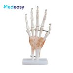 Human Anatomical Joint Model Manufacturer - With Ligaments for Knee Hand Foot
