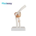 Human Anatomical Joint Model Manufacturer - With Ligaments for Knee Hand Foot