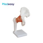 Human Anatomical Joint Model Manufacturer - With Ligaments for Knee Hand Foot