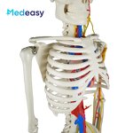 Human Anatomical Skeleton Model Supplier - 85cm Plastic Anatomy Model