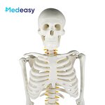 Human Anatomical Skeleton Model Supplier - 85cm Plastic Anatomy Model