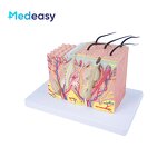 Human Skin Anatomy Model Supplier - 3D Skin Structure Model