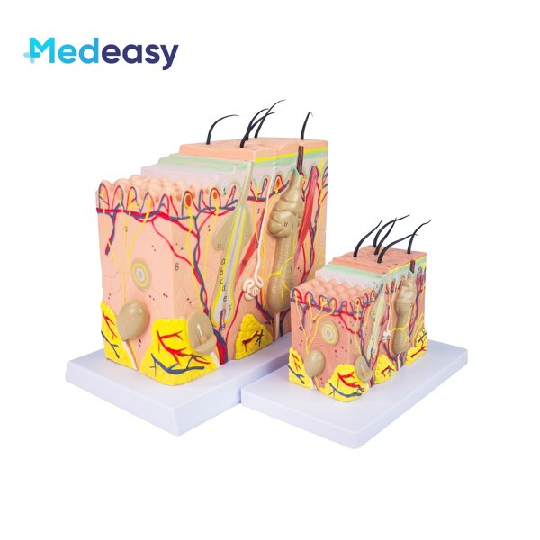 Human Skin Anatomy Model Supplier - 3D Skin Structure Model