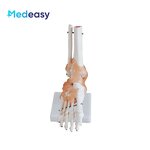 Human Anatomical Joint Model Manufacturer - With Ligaments for Knee Hand Foot