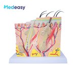 Human Skin Anatomy Model Supplier - 3D Skin Structure Model