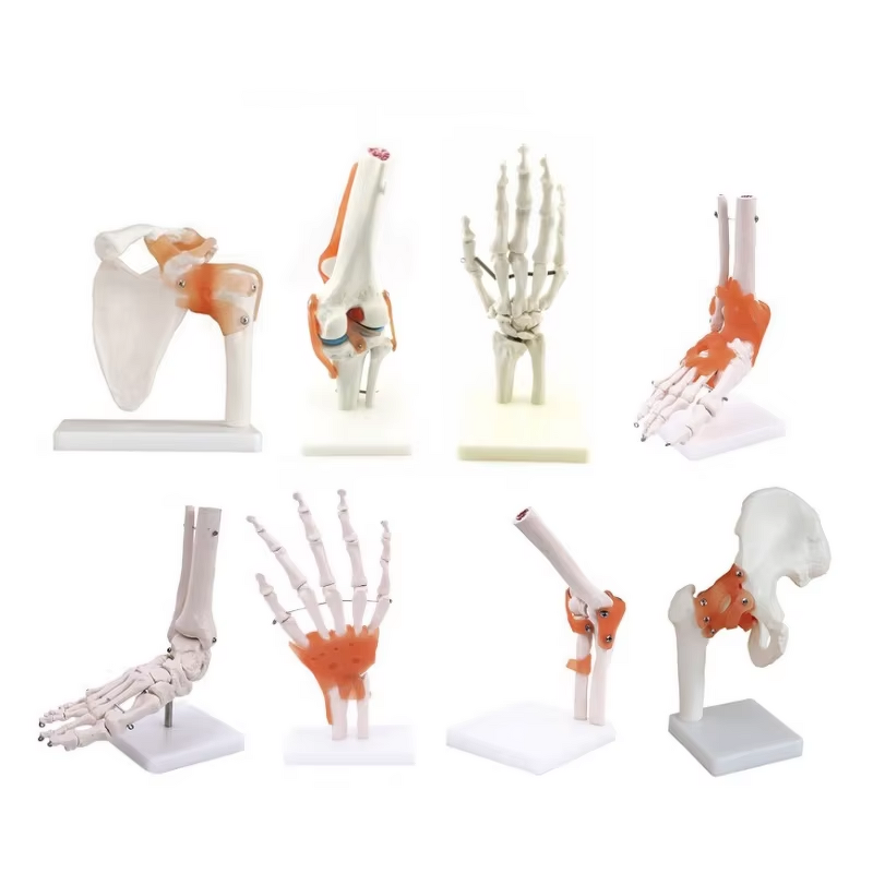 Human Anatomical Joint Model Manufacturer - With Ligaments for Knee Hand Foot