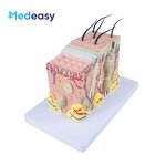 Human Skin Anatomy Model Supplier - 3D Skin Structure Model