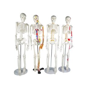 Human Anatomical Skeleton Model Supplier - 85cm Plastic Anatomy Model
