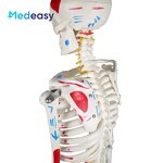 Human Anatomical Skeleton Model Supplier - 85cm Plastic Anatomy Model
