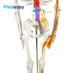 Human Anatomical Skeleton Model Supplier - 85cm Plastic Anatomy Model