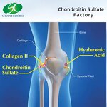 Calcium Chondroitin Sulfate Manufacturer - OEM/ODM USP 90% Cas 9007-28-7