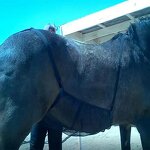 Horse Belly Protector Factory - OEM Hot Selling Comfortable Breathable Mesh Design