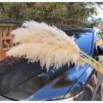 Dried Pampas Grass Factory - OEM Elegant Fluffy for Wedding Home Party Floral Arrangements