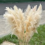 Pampas Grass Manufacturer - OEM Natural Fluffy Large Plume for Home Wedding Decoration