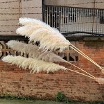Dried Pampas Grass Factory - OEM Elegant Fluffy for Wedding Home Party Floral Arrangements