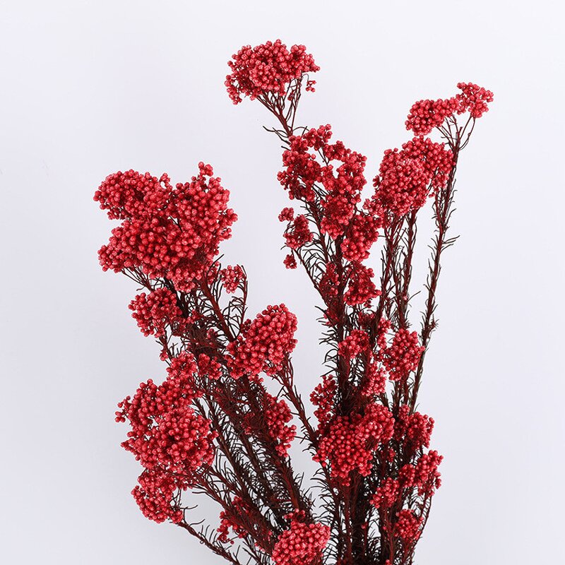 Preserved Rice Flower Manufacturer - OEM Best Selling Wholesale Colorful for Party Decoration