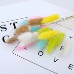 Dried Bunny Tail Grass Factory - OEM Elegant Natural for Wedding Party Christmas Valentine's