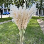 Pampas Grass Manufacturer - OEM Natural Fluffy Large Plume for Home Wedding Decoration