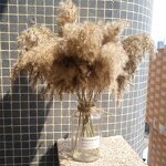 Dried Pampas Grass Factory - OEM Natural Fluffy for Wedding Home Decor Centerpiece Display
