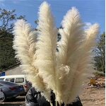 Preserved Pampas Grass Manufacturer - OEM Hot Selling White Real Nature Dried Tall Flower
