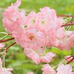 Artificial Cherry Blossom Factory - OEM Wholesale Long Stems for Event Home Party