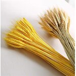 Dried Wheat Stalks Factory - OEM Hot Selling Natural for Wedding Home Kitchen Decoration