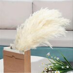 Dried Pampas Grass Factory - OEM Natural Fluffy for Wedding Home Decor Centerpiece Display