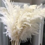 Dried Pampas Grass Factory - OEM Natural Fluffy for Wedding Home Decor Centerpiece Display
