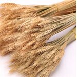 Dried Wheat Stalks Factory - OEM Hot Selling Natural for Wedding Home Kitchen Decoration