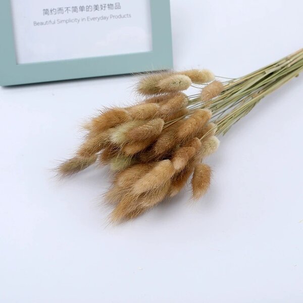 Dried Bunny Tail Grass Factory - OEM Elegant Natural for Wedding Party Christmas Valentine's