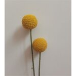 Golden Balls Dried Flowers Factory - OEM Wholesale Eternal Bouquet for Wedding Home Decor