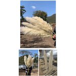 Preserved Pampas Grass Manufacturer - OEM Hot Selling White Real Nature Dried Tall Flower