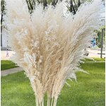 Pampas Grass Manufacturer - OEM Natural Fluffy Large Plume for Home Wedding Decoration
