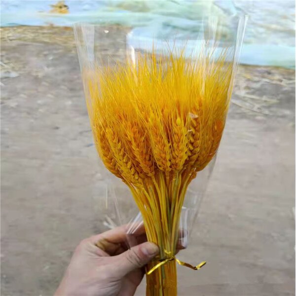 Dried Wheat Stalks Factory - OEM Hot Selling Natural for Wedding Home Kitchen Decoration
