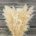 Pampas Grass Manufacturer - OEM Natural Fluffy Large Plume for Home Wedding Decoration