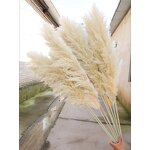 Dried Pampas Grass Bouquet Manufacturer - OEM Elegant Natural for Wedding Christmas Decorations
