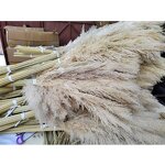 Dried Pampas Grass Factory - OEM Elegant Fluffy for Wedding Home Party Floral Arrangements