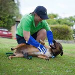 Dog Training Gloves Manufacturer - OEM Wholesale Cowhide Anti-Bite Gloves