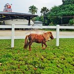 PVC Farm Fence Factory - OEM Heavy Duty 4 Rail for Horses Premium Vinyl