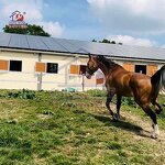 Horse Stall Hinged Windows Manufacturer - OEM Factory Supply Steel Prefab Bamboo Infill